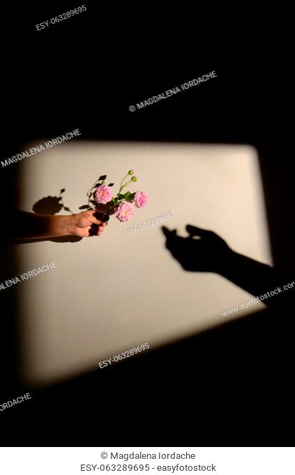 Man hand Offer Dog rose (Rosa canina) flower to a Woman Hand Shadow