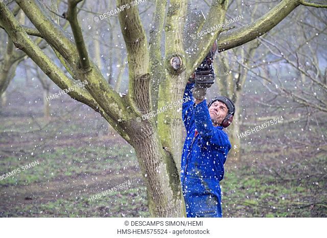 France, Isere, South Gresivaudan, size of walnut trees in the winter near a field near Vinay in the territory of the AOC Grenoble walnuts