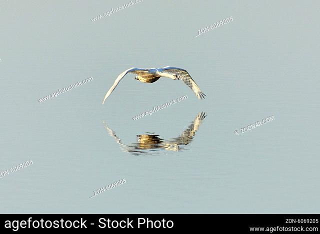 Whooper swan at Steinhuder Meer