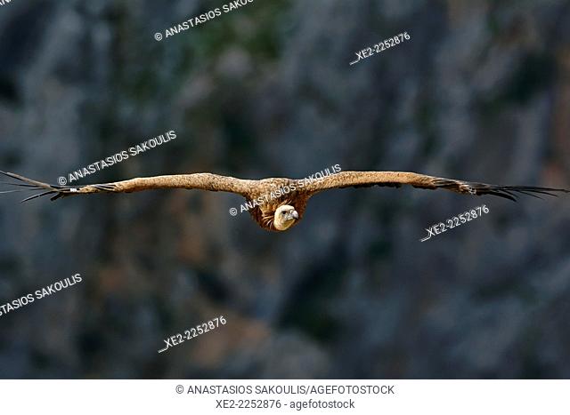 Griffon Vulture Gyps fulvus, Crete