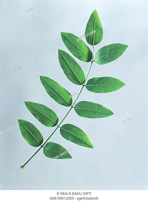 Botany - Fabaceae. Japanese pagoda tree (Sophora japonica). Odd-pinnate compound leaf