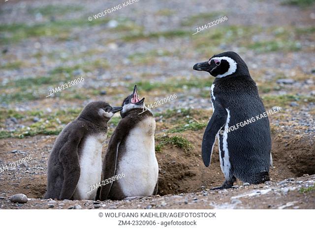 Magellanic penguin (Spheniscus magellanicus) with chicks at their nesting burrows at the penguin sanctuary on Magdalena Island in the Strait of Magellan near...