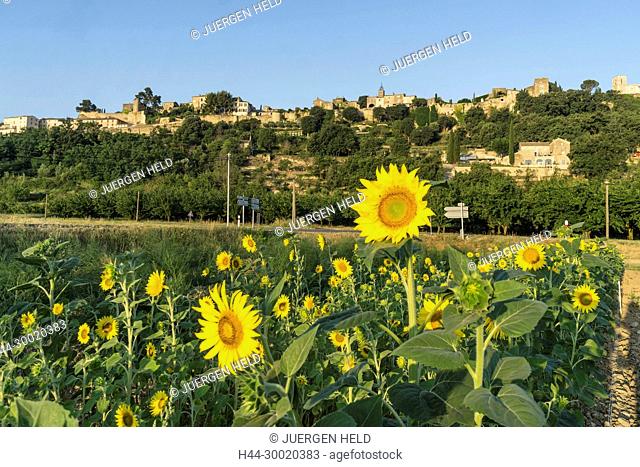 France, Alpes-de-Haute-Provence, Luberon, vineyard near Menerbes, labelled Les Plus Beaux Villages de France, The Most Beautiful Villages of France, France