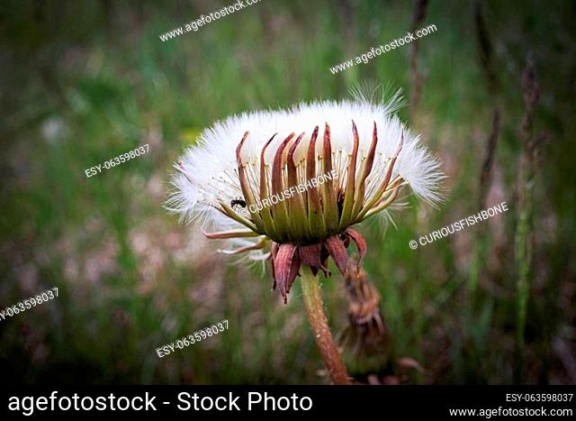 Half closed white fluffy dandelion head that resembles a hand of an alien holding white fur with an ant on green meadow bokeh background