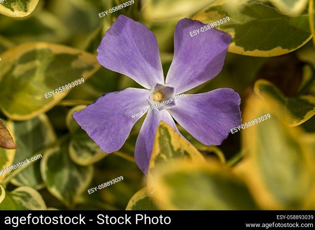 Close up view of a beautiful purple vinca major wildflower