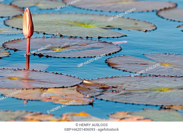 Red Indian water lily - Closed flower (Nymphaea pubescens) - Tale Noi - Patthalung - Thailand