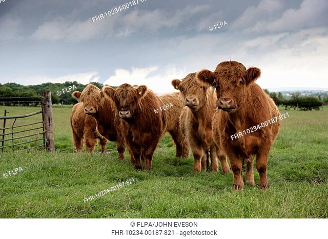 Domestic Cattle, Highland Cattle, beef herd, standing in pasture, Bradford, West Yorkshire, England, july