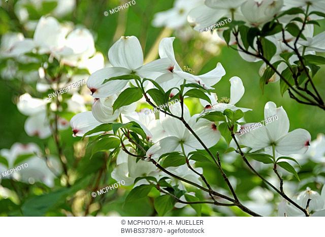 flowering dogwood, American boxwood (Cornus florida), blooming branch, Germany, Brandenburg