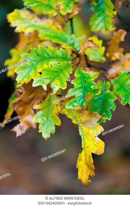 Colorful autumn oak leaves after rain