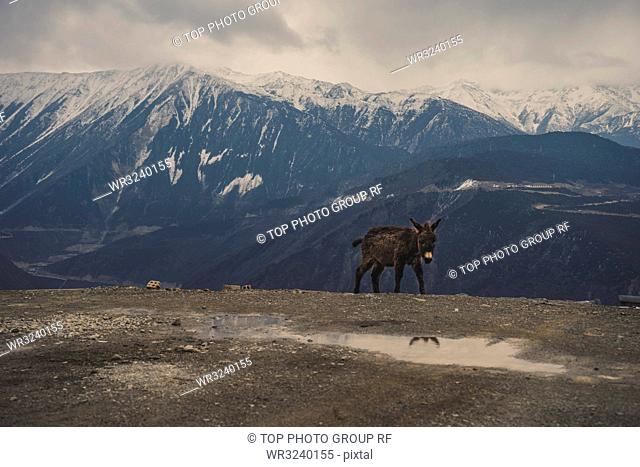 Donkey stands on the road; in the plateau; Tibet;China