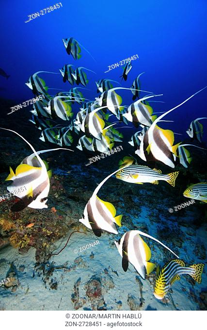 Schwarm-Wimpelfische, Heniochus diphreutes, Meemu Atoll, Malediven, Indischer Ozean, Longfin Bannerfish, False Moorish Idol, Mulaku Atoll, Maldives