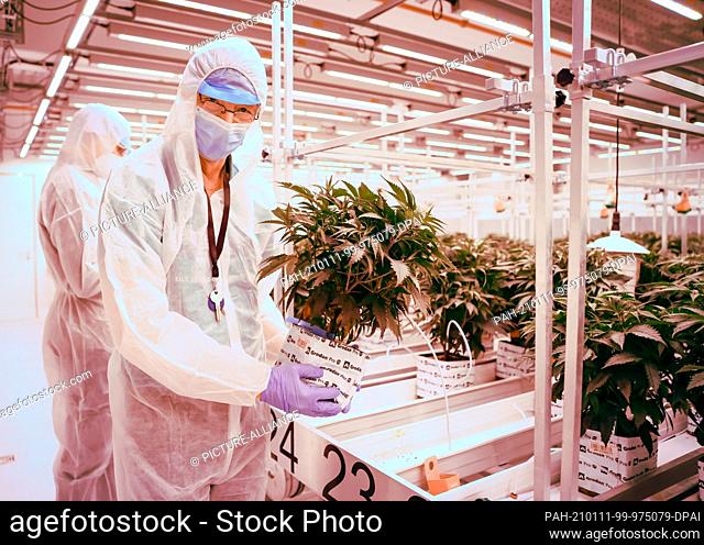 06 January 2021, Schleswig-Holstein, Neumünster: Han Duijndam, head grower from the Netherlands, stands among Churchill cannabis plants in the flowering room of...