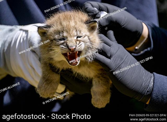 05 June 2020, Hamburg: An animal keeper holds one of three newborn lynxes in the Black Mountains Wildlife Park in his arms