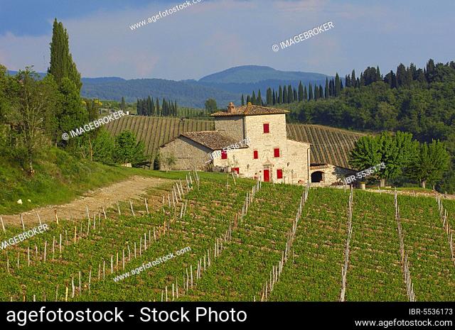 Vineyards, near Radda in Chianti, Chianti, Tuscany countryside, Siena province, Tuscany, Italy, Europe