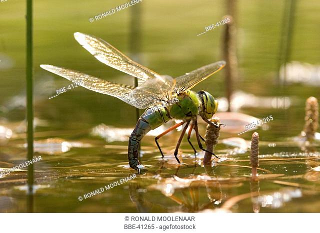 female emperor dragonfly egg depositing