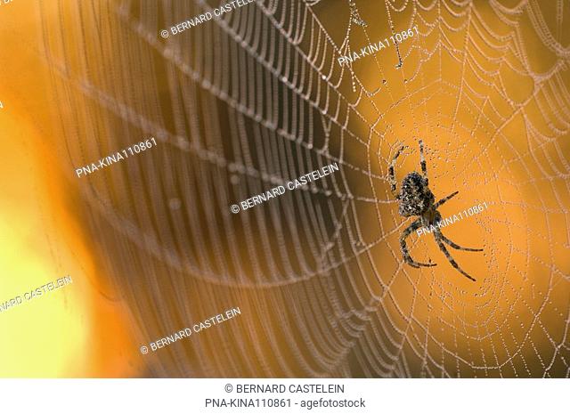 European Garden Spider Araneus diadematus - Wuustwezel, Antwerp, Flanders, Belgium, Europe
