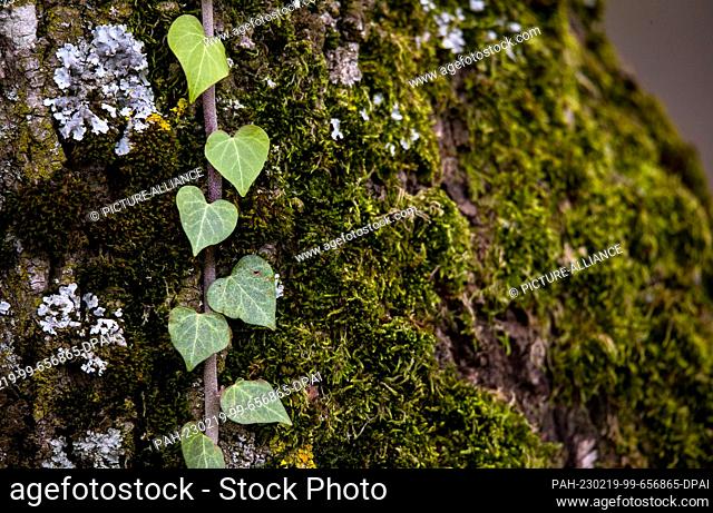 19 February 2023, Baden-Württemberg, Stuttgart: Ivy leaves, which look like little hearts, entwine on a tree trunk. Photo: Christoph Schmidt/dpa