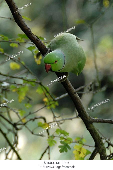 Ring-necked parakeet Psittacula krameri seeking food in tree