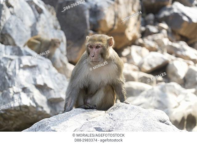 Asia, India, Rajasthan, Ranthambore National Park, Rhesus macaque or Rhesus monkey (Macaca mulatta mulatta), young