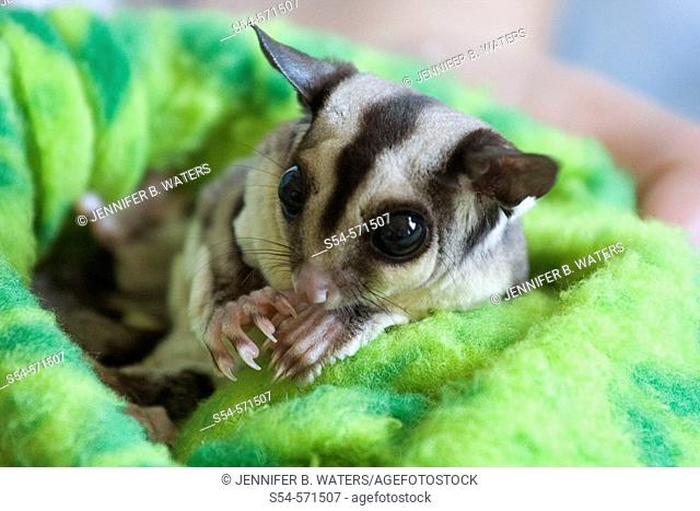 A domesticated Sugar Glider, a marsupial native to Australia.  Sugar Gliders are social creatures and form close relationships with their owners