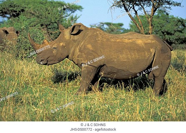 White Rhinoceros, Square Lipped Rhinoceros, Ceratotherium simum, Mkuzi Game Reserve, Natal, South Africa, adult