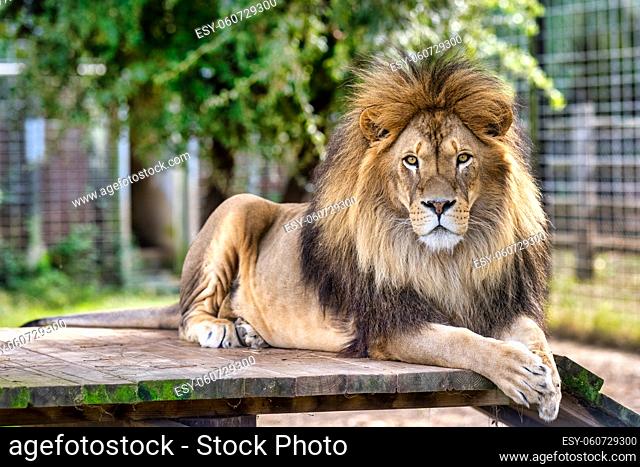 Adult Lion looking at the camera