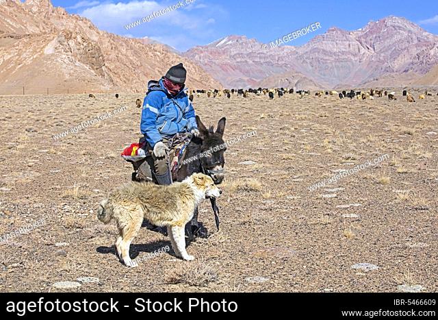 Tajik goatherd on donkey and Central Asian shepherd dog herding domestic goats in the Pamir Mountains, Gorno-Badakhshan Province, Tajikistan, Asia