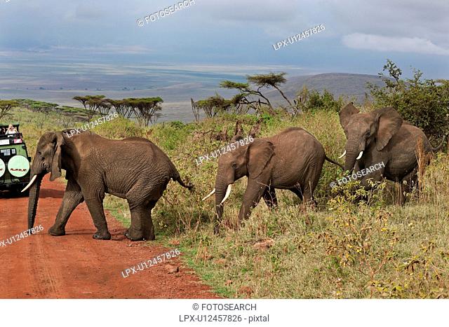 World Heritage Site, Central, Tanzania, Ngorogoro, Conservation Area, acacia, Africa