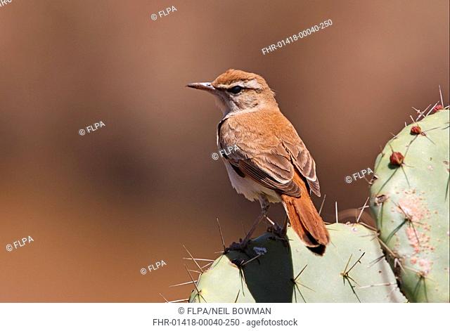 Rufous-tailed Scrub-robin Cercotrichas galactotes galactotes adult, perched on cactus, Morocco, may