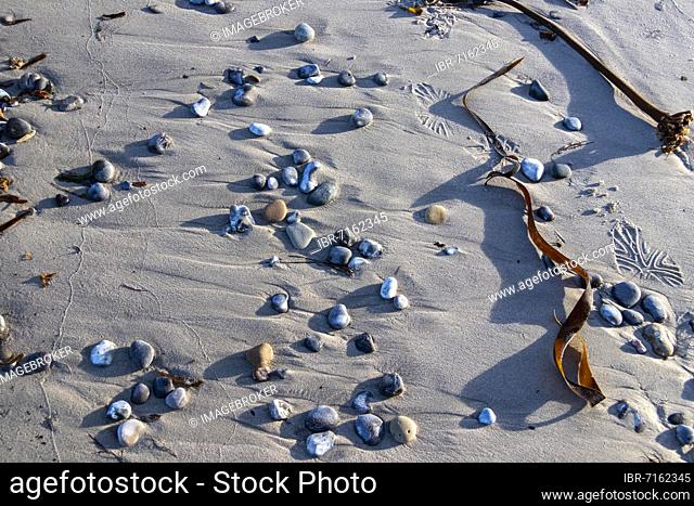 Stones and sea rod (Laminaria hyperborea) on the beach, dune, Helgoland Island, Schleswig-Holstein, Germany, Europe