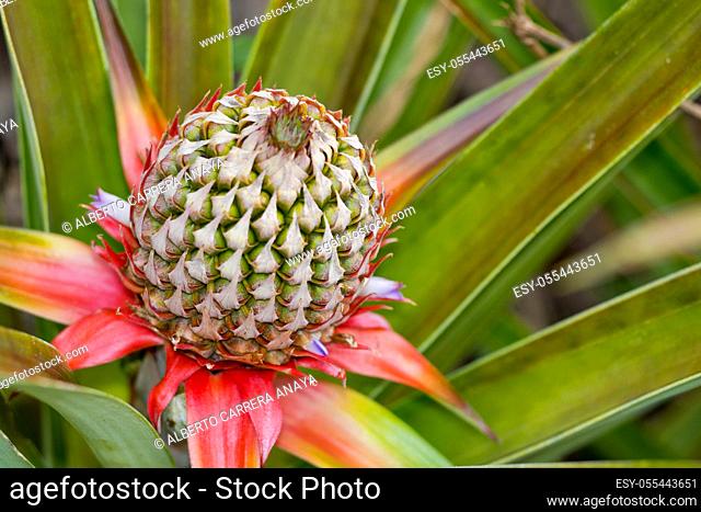Tropical Flower, Tropical Rainforest, Marino Ballena National Park, Uvita de Osa, Puntarenas, Costa Rica, Central America, America
