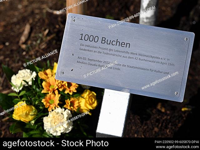 02 September 2022, Thuringia, Weimar: A small metal plaque commemorates the 73rd planting campaign of the ""1000 Buchen"" memorial project in Weimar