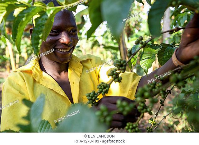 A young boy checks his coffee plant, Uganda, Africa