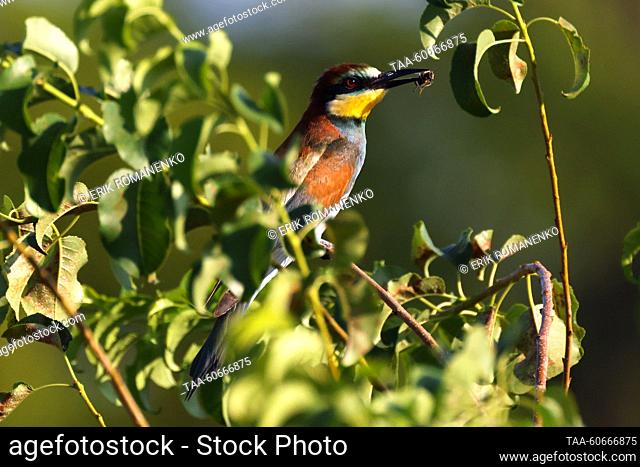 RUSSIA, ROSTOV REGION - JULY 25, 2023: A European bee-eater sits on a tree branch. Erik Romanenko/TASS