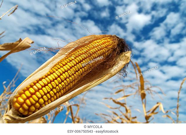 ripe maize on a field under clouds