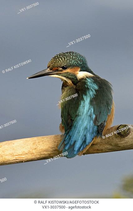 Common Kingfisher / Eisvogel ( Alcedo atthis ), perched on a branch over the water in nice spot of light, watches aside, backside view, colourful plumage