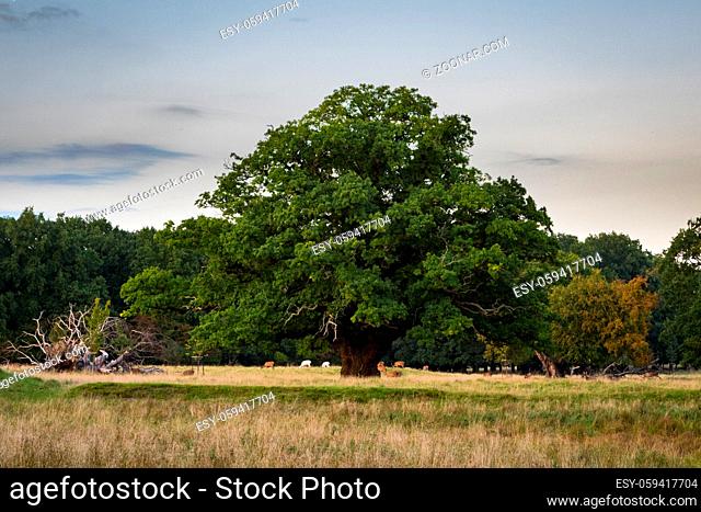 Big, old oak tree with a red deer herd under, in Jaegersborg Dyrehave, an old forest on the UNESCO world heritage list. Copenhagen in Zealand, Denmark