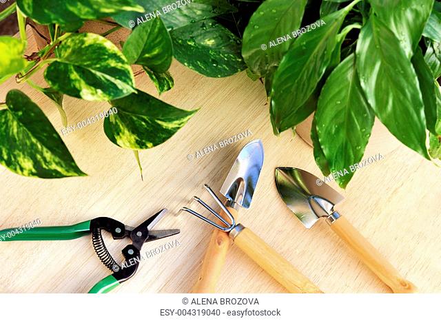 Gardening tools and houseplants still life