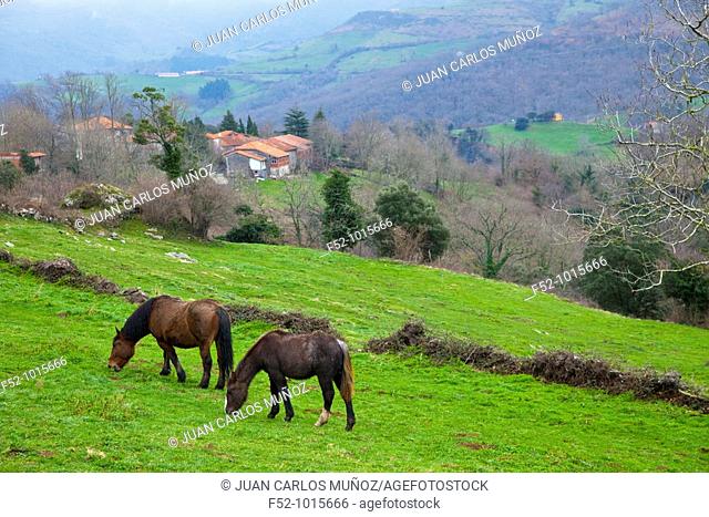 Mares Horses in Villaverde near Waterfalls Gándara. Collados del Asón Natural Park. Soba Valley. Cantabria. Spain