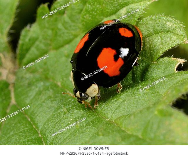 Close-up of an adult Harlequin ladybird (Harmonia axyridis) resting on a leaf in a marshy habitat in Norfolk