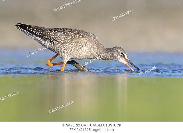 Spotted Redshank (Tringa erythropus), side view of a juvenile catching small fish in a pond, Campania, Italy