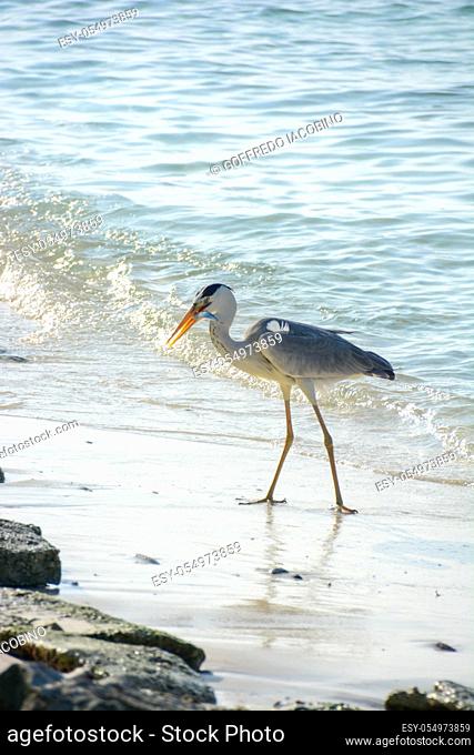 heron on the shores of the tropical sea pointing a bank of sardines to the shore