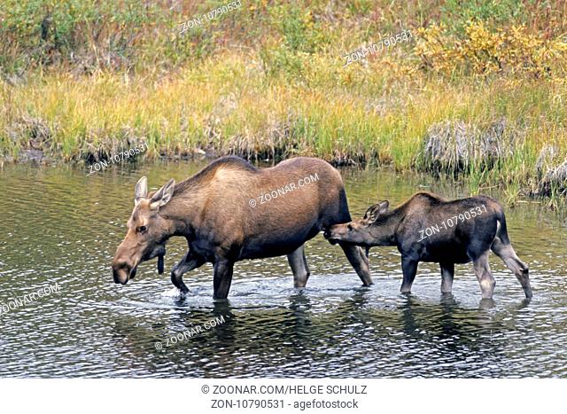 Elche sind dafuer bekannt ins Wasser zu waten um Wasserpflanzen zu fressen - (Alaska-Elch - Foto Elchkuh und Kalb in einem Tundrasee) / Moose are known to wade...