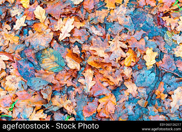 autumn background leaves, fallen wet leaves