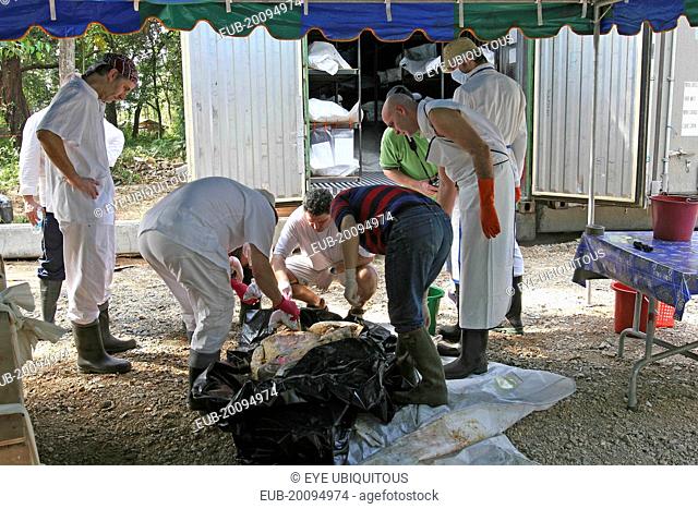 Tsunami. Forensic workers from Germany with the group D.V.I, Disaster Victims International, take DNA samples from the bodies which are stored in refridgeraters...