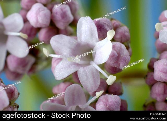 Garden Valerian (Valeriana officinalis)
