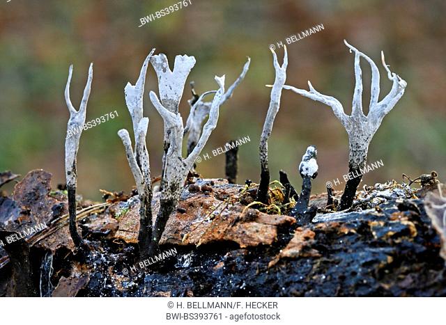 candlesnuff fungus (Xylaria hypoxylon), fruiting bodies on deadwood, Germany
