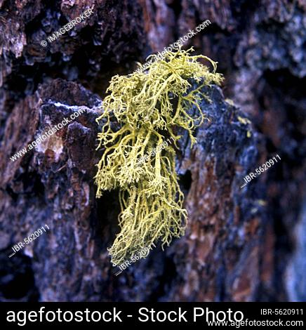 Lichens, Sulphur Lichen