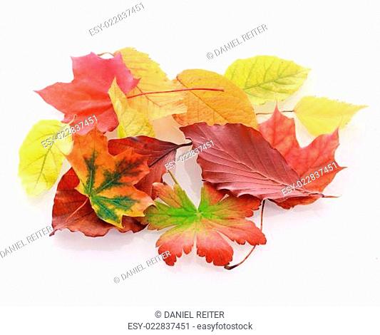 Heap of colorful faded autumn leaves