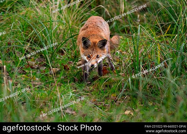 21 October 2023, Brandenburg, Trebbin: 21.10.2023, Trebbin. A young red fox (Vulpes vulpes) stalks through tall graesers in a wet meadow in a nature reserve in...